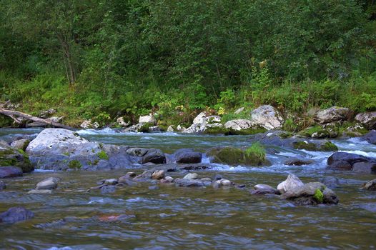 A shallow, stormy river flowing from the mountains through the forest, taken from a lower angle. Altai, Siberia, Russia.