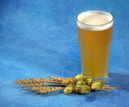 Glass of light wheat beer with foam, hops and ears of corn on a blue background. Close-up.