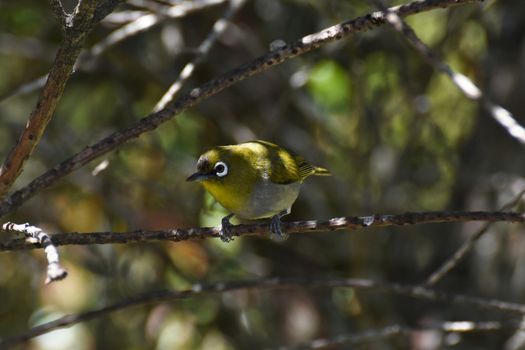 A small curious cape white-eye bird (Zosterops pallidus) perched in tree, Plettenberg Bay, South Africa