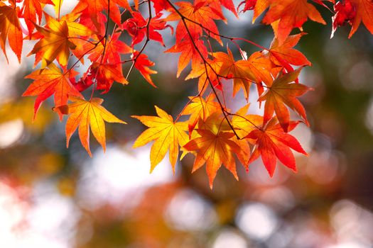 Colorful japanese maple (Acer palmatum) leaves during momiji season at Kinkakuji garden, Kyoto, Japan