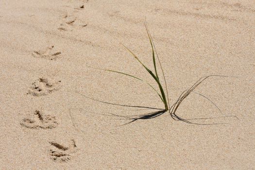 Beach sand with grass clump and birds tracks on a hot summer day, Mossel Bay, South Africa