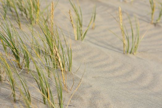 Soft rippled beach sand with green grass blowing in the wind, Mossel Bay, South Africa