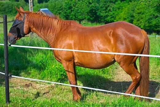 Brown horse with protection mask standing behind simple fence