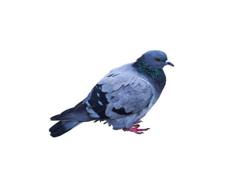 The most common species of pigeon was the dove, which became an inhabitant of the wilderness and city streets.

