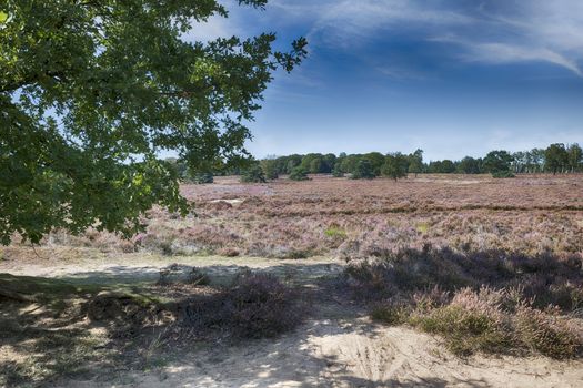 heather fields in september in the national park the veluwezoom with trees and blue sky