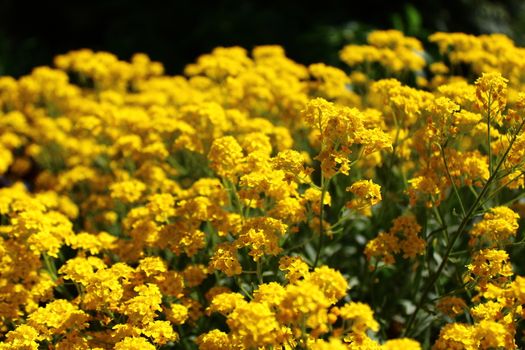 The picture sweet alyssum in the spring