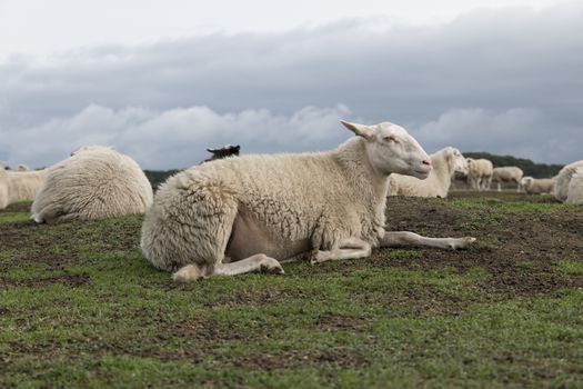 group of Sheep animals  on heather land in Ede Holland on the national park de veluwezoom