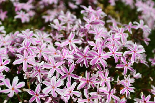 The picture shows pink flowers in the spring.