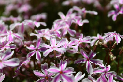 The picture shows pink flowers in the spring.