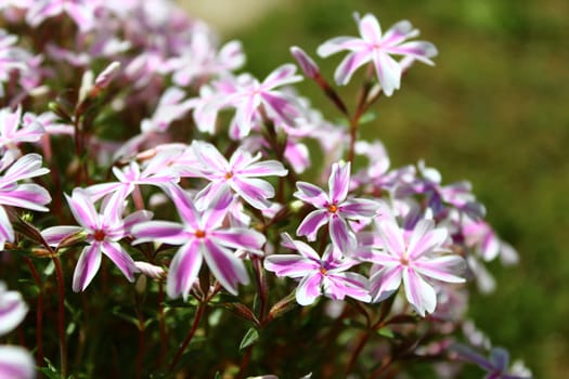 The picture shows pink flowers in the spring.