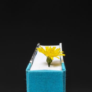 a yellow flower appears from the pages of a book