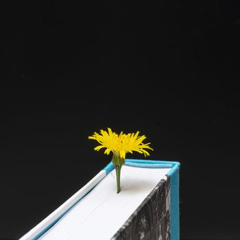 a yellow flower appears from the pages of a book
