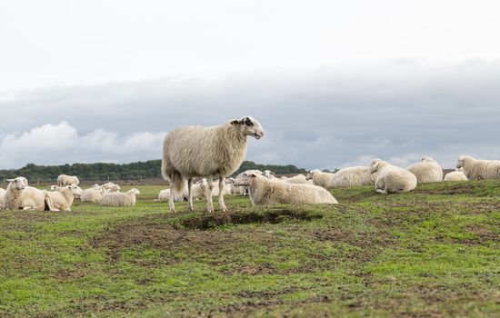 group of Sheep animals on heather land in Ede Holland on the national park de veluwezoom