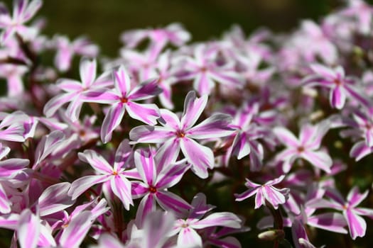 The picture shows beautiful flowers in the garden.