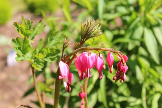 The picture shows a bleeding heart flower.