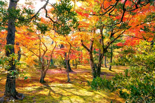 Colorful japanese maple (Acer palmatum) trees during momiji season at Kinkakuji garden, Kyoto, Japan