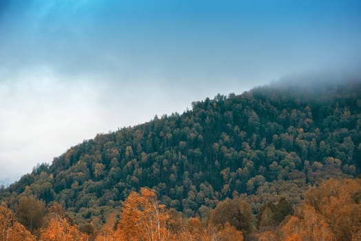 Amazing view of the autumn day with orange trees and grass in Altay mountain