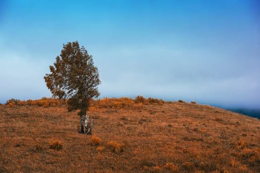 Amazing view of the autumn day with orange trees and grass in Altay mountain
