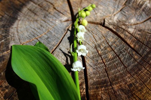 The picture shows lily of the valley on a weathered tree trunk.