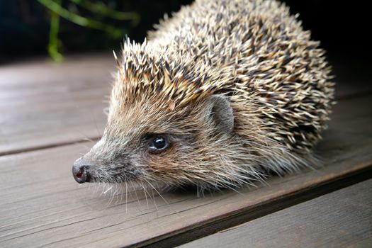 Young hedgehog in natural habitat. Selective focus