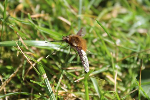 The picture shows bee flies in the meadow.