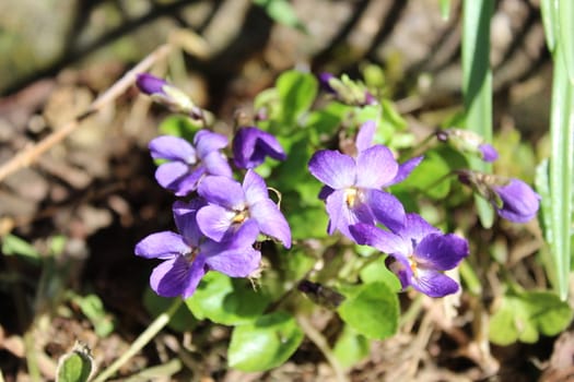 The picture shows violets in the march.