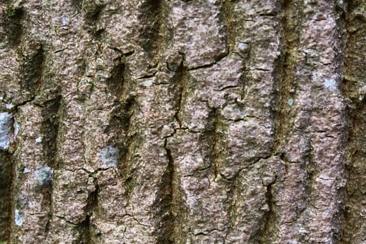 The picture shows a brown tree bark.