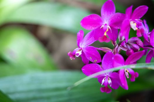 Beautiful blooming orchids in forest, On the bright sunshine