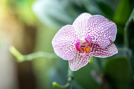 Beautiful blooming orchids in forest, On the bright sunshine