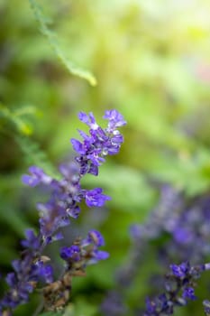 The background image of the colorful flowers, background nature