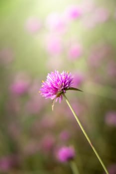 The background image of the colorful flowers, background nature