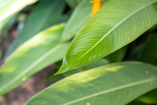 Close Up green leaf under sunlight in the garden. Natural background with copy space.