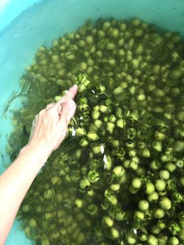 Fresh and ripe ebony fruit the Thai native silk or fabric dyeing 