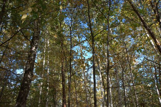 A look at the clear blue sky through the trunks and branches of trees. Close-up.