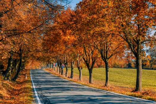 orange fall colored alley with colorful trees. Fall autumn season natural background