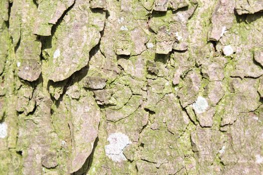 The picture a shows bark of a tree.