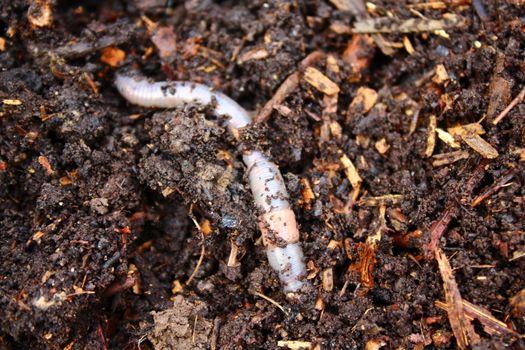 The picture shows a worm in the compost.