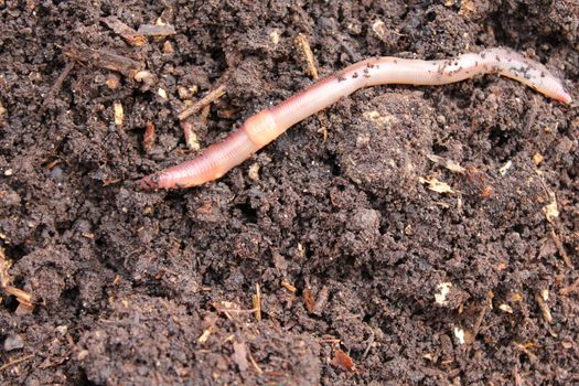 The picture shows a worm in the compost.