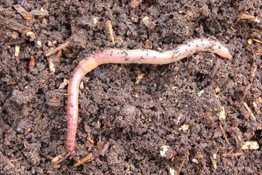 The pictureshows a worm in the compost.