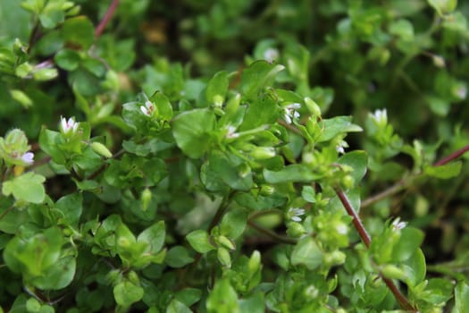 The picture shows starweed in the garden.