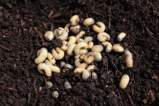 The picture shows a rose chafer larvae in the compost pile.