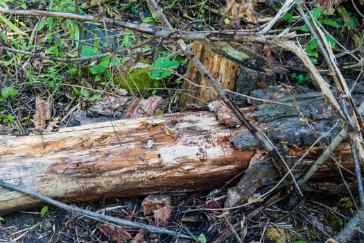 Fragments of trees destroyed by time, rotting in the forest, covered with moss, mold and mushrooms.