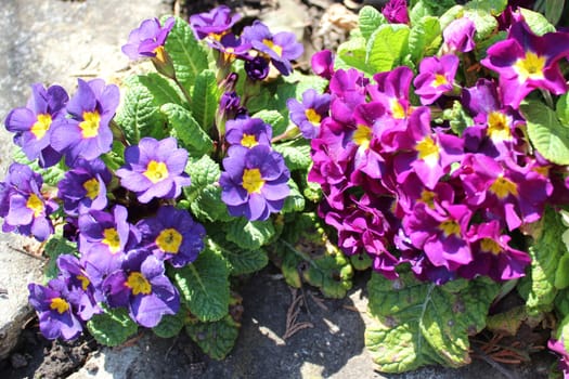 The picture shows a primrose in the garden.