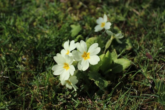 The picture shows a primrose in the garden.