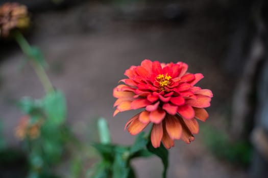 old red zinnia or beautiful zinnia in the flower garden