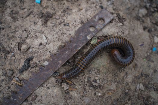 A Millipede. Or Diplopoda. Group of arthropods that are characterized by having two pairs of jointed legs on most body segments