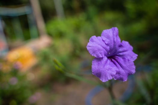 The Close up purple ruellia tuberosa flower in nature garden