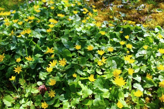 The picture shows a field of buttercups.