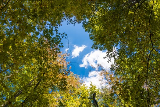 Photo of the sky with white clouds floating through autumn foliage