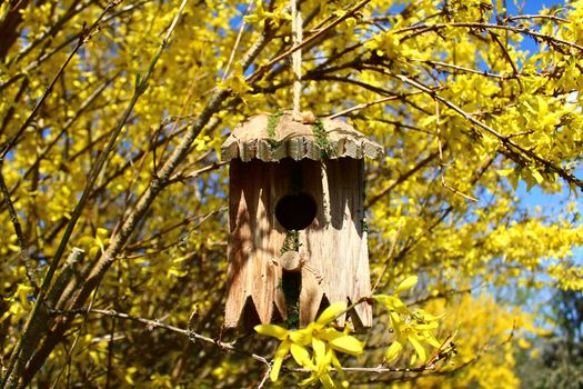 The picture shows a bird house in the blossoming forsythia.